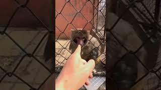 Don’t Mess with This Angry Monkey!  #monkey