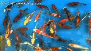 A Grade Koi for Sale - www.koistop.com.mp4