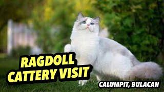 RAGDOLL CATTERY VISIT | CALUMPIT, BULACAN