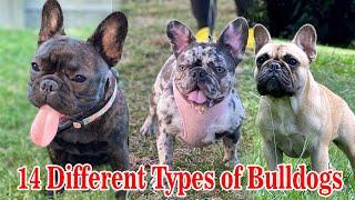 Different Types of French Bulldogs || Dog Types