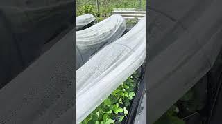Альба посадка август. И по 2 в лунку - сентябрь.
