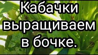 Хочешь ранний урожай кабачка? Сделай это!