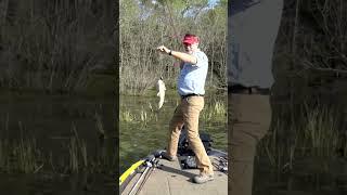 Bass Explodes on Topwater Frog! #shorts