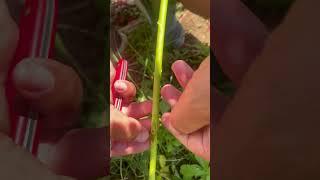 one of the ways roses are grafted