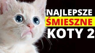 NAJLEPSZE ŚMIESZNE KOTY #2  THE BEST OF  MATT OLECH