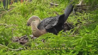 Harris Neck National Wildlife Refuge: Birds and Tour