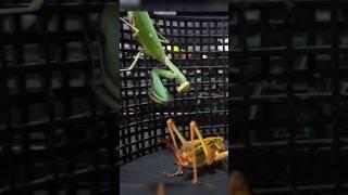 Leaf, let's be friends!  #mantis #katydid