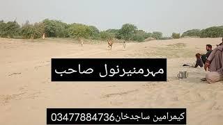 Camel Dance Mhar M.Muneer Noul Sab.New Camel Dance 2021 In Paka Mehran Thall.