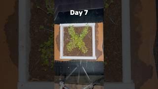 Timelaps || mustard growing || green timelaps#timelapse #plants #grow #tiktok #seeds #reels