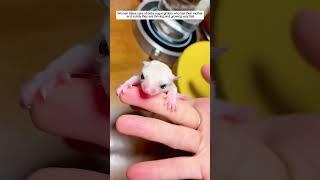 woman takes care of baby sugar gliders who lost their mother and then #animalshorts