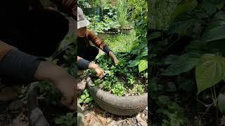 my plants  #garden #succulent #plants #success #farming #naturelife