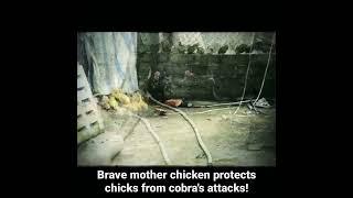 Brave mother chicken protects chicks from cobra's attacks! #shorts AnimalTube - World of animals