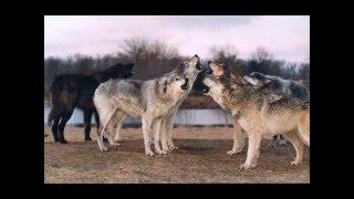 Wolf Digest