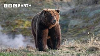 Inside The World of Bears | BBC Earth