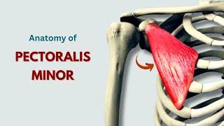 Pectoralis Minor Muscle Anatomy | Muscle of Pectoral Region | Doctor Speaks