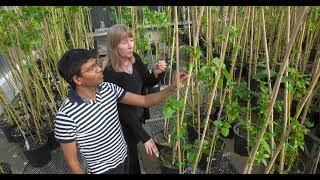 The Plant Center: A 'nexus' for plant research at UGA