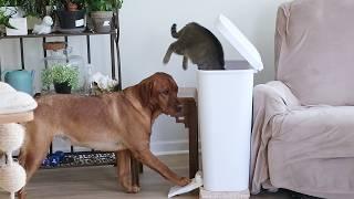 Dog Betrays the Cat During a Heist