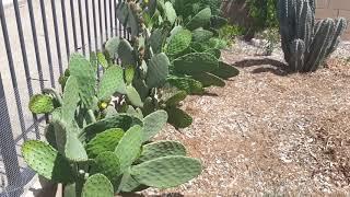 How to Grow Prickly Pear Nopales Cactus