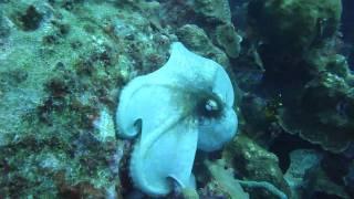 Octopus, Klein Knip, Curacao