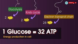 ATP production in cellular respiration || 1glucose = ~32-36 ATP molecules