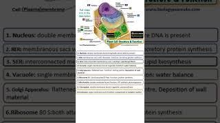 Plant Cell in a minute || Bioshorts from biologyexams4u #shorts