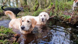 GUN DOG SQUAD!