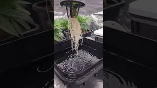 The hydra rdwc did amazing last run. Time for its first water change this grow.