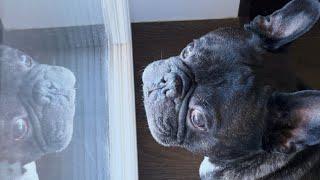 French bulldog Oleg loves cucumbers too much | I grow cucumbers for him at home