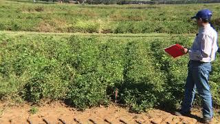 Peanut Herbicide Experiment 2020