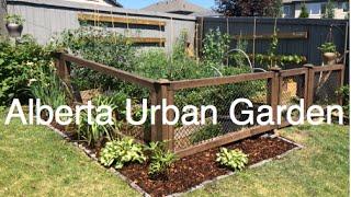 Alberta Urban Garden Frugal, Simple, Organic and Sustainable Gardening