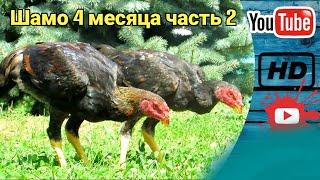 Молодые шамо 4 месяца. часть 2 #ошамо #шамо #дакан #oshamo #shamo