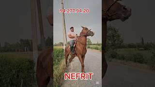 ТОЙ СОТИЛАДИ #horse #лошади #rek #ot