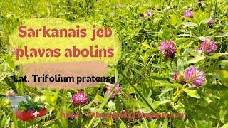 Zāļu tējas & ārstniecības augi: Sarkanais jeb pļavas āboliņš