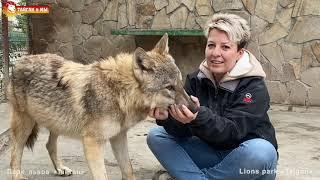 Вальс с волчицей. Тайган. Waltz with a she-wolf in Taigan.