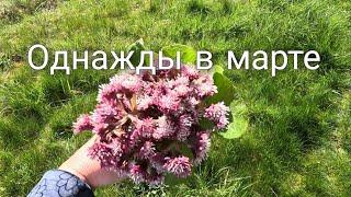 Поездка к Наташе. Флора вокруг замка. Моменты жизни.