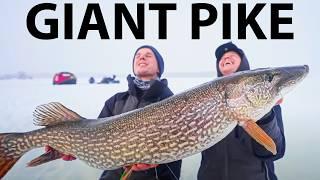 Fishing For A Giant Pike