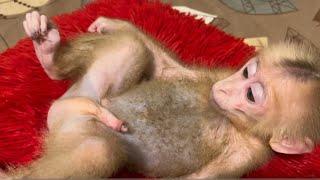 Baby monkey Miker love his pillow so much