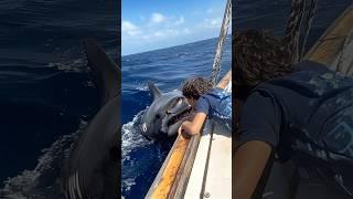 Intimate Shark Interaction by the Ship's Side#Crew and Ocean#Shipside Interaction#Shark Intimacy