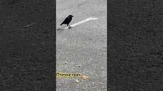 Грач  #shorts #short #shortvideo #trendingshorts