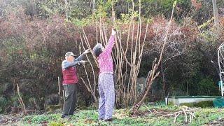 I picked a lot of burdock in the yard~! Come visit (Life in the Korean countryside)