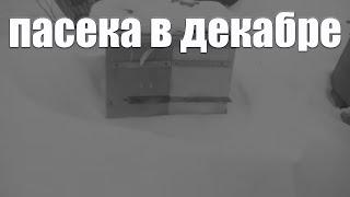 Декабрь на пасеке. Зимние работы пчеловода