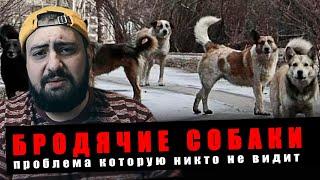 БРОДЯЧИЕ СОБАКИ НА УЛИЦАХ РОССИИ - что делать и кто виноват?