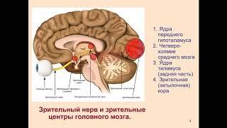 Дубынин В. А. - Физиология сенсорных и двигательных систем - Зрение и мозг