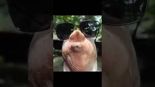 Чётко вышло? #музыка #clashofclans #топ #cocclans #clahsofclans #українськамузика #rap #music