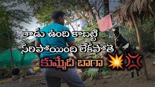 GOAT FIGHTING WITH MAN | Telugu Vlog | Choti Family Telugu