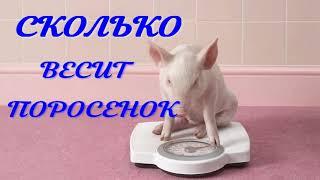 СКОЛЬКО ВЕСИТ ПОРОСЕНОК?