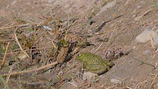 Butterfly, frog, grass snake and a wasp! What is eaten? / Welches Tier wird gefressen?