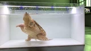 Tortoise Tank Macrochelys Temminckii Alligator Snapping Turtle Tank Kura Kura Rumah House PT1-0002