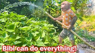 Bibi harvests squash and water the vegetable garden to help Uncle Phong!