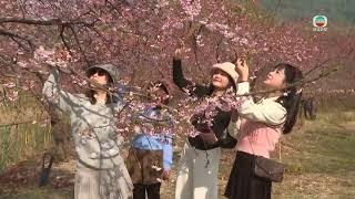 TVB News｜9 March 2025│Cherry blossoms in Fujian